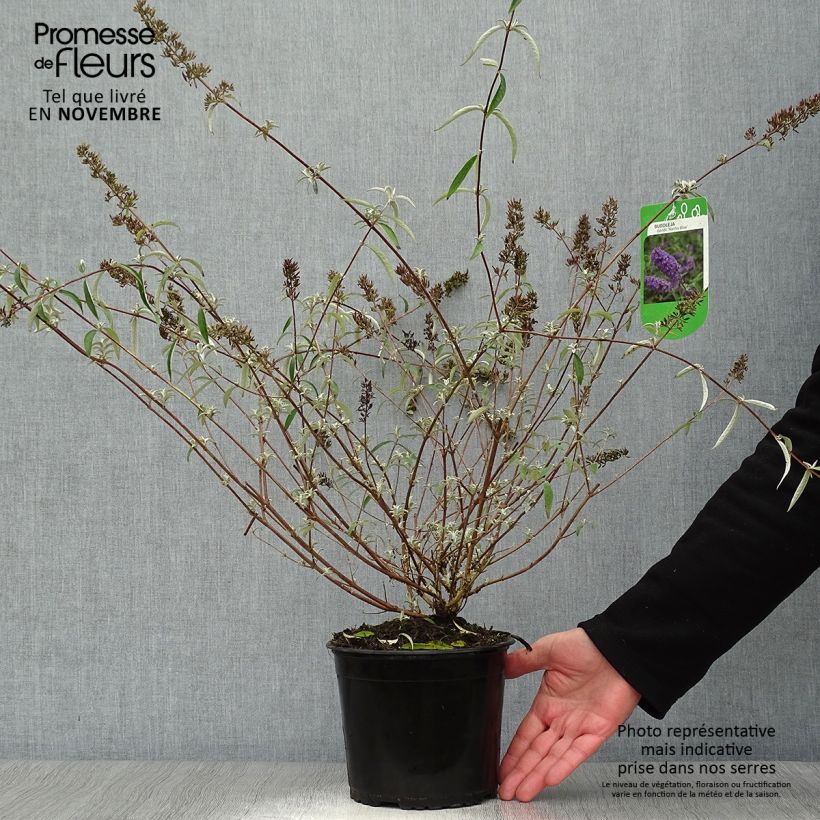 Exemplar von Buddleja davidii Nanho Blue - Sommerflieder Topf mit 3L/4L wie im Herbst geliefert