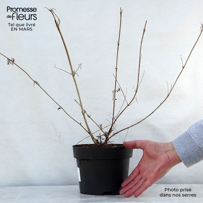 Exemplar von Buddleja davidii Nanho Purple - Sommerflieder Topf mit 2L/3L wie im Frühjahr geliefert