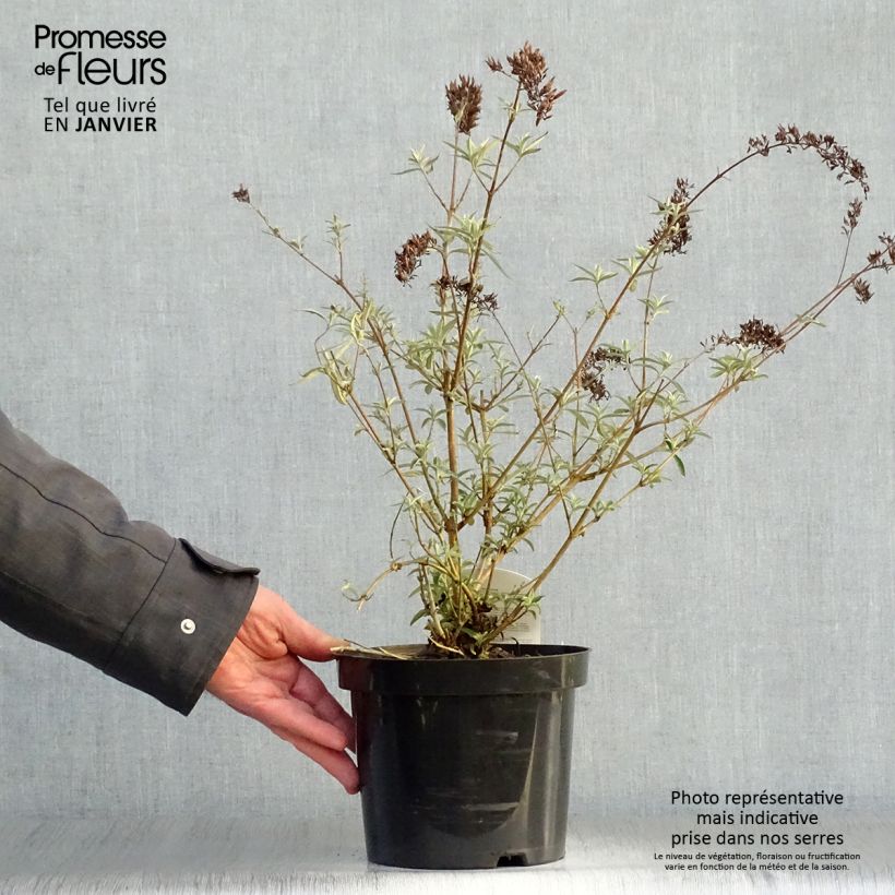 Exemplar von Buddleja davidii Nanho Purple - Sommerflieder Topf mit 2L/3L wie im Winter geliefert