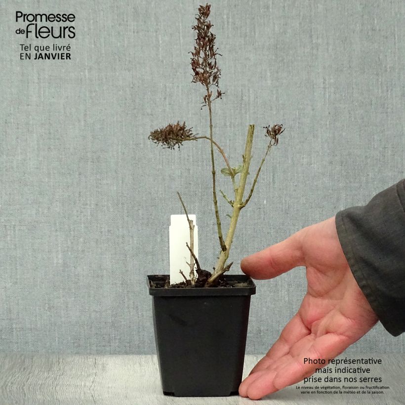 Exemplar von Buddleja davidii Pink Delight - Sommerflieder Kleine Töpfe von 8/9 cm wie im Winter geliefert