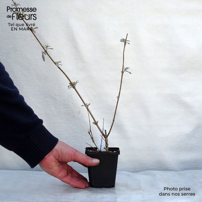 Exemplar von Buddleja davidii Pink Delight - Sommerflieder Kleine Töpfe von 8/9 cm wie im Frühjahr geliefert