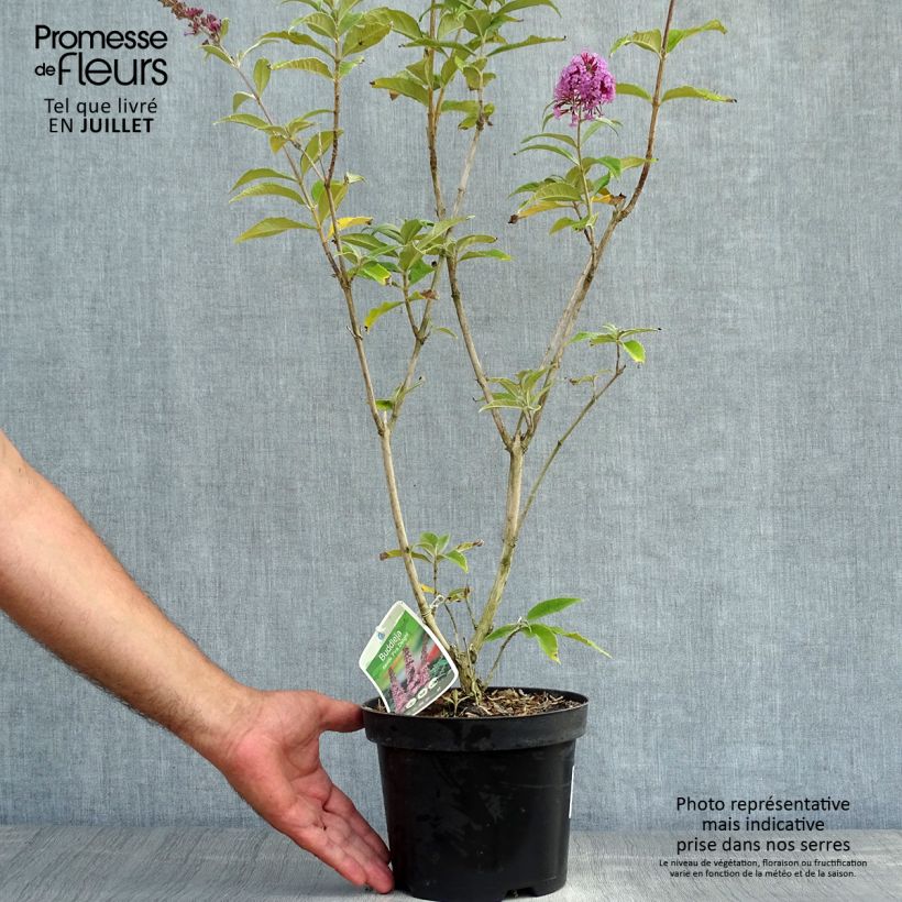 Exemplar von Buddleja davidii Pink Delight - Sommerflieder Topf mit 3L/4L wie im Sommer geliefert