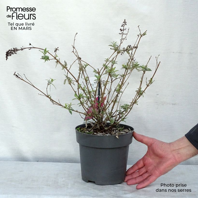 Exemplar von Buddleja davidii Pink Panther - Sommerflieder Topf mit 2L/3L wie im Winter geliefert