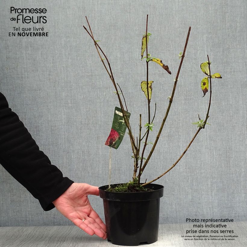 Exemplar von Buddleja davidii Pink Panther - Sommerflieder Topf mit 2L/3L wie im Herbst geliefert