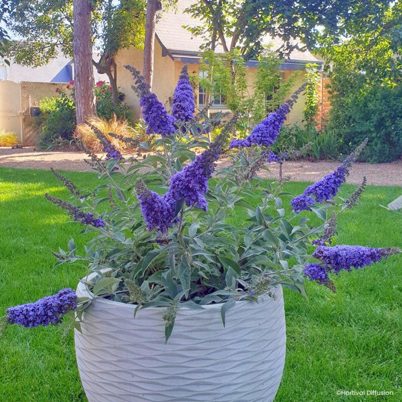 Buddleja davidii Rêve de Papillon Blue - Sommerflieder (Hafen)