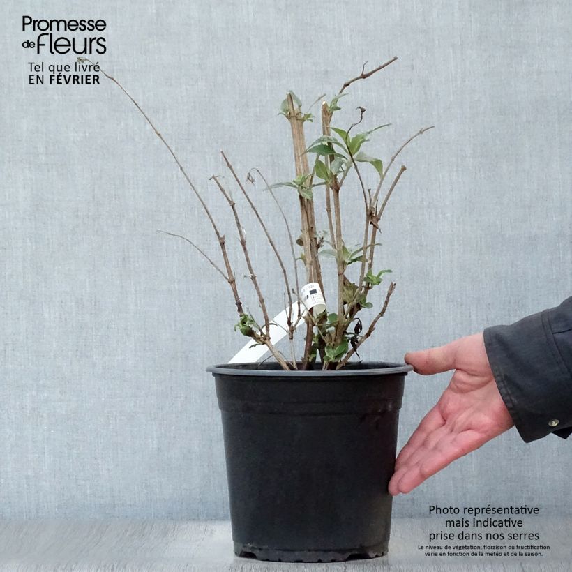 Exemplar von Buddleja davidii Rêve de Papillon Pink - Sommerflieder Topf mit 4L/5L wie im Winter geliefert