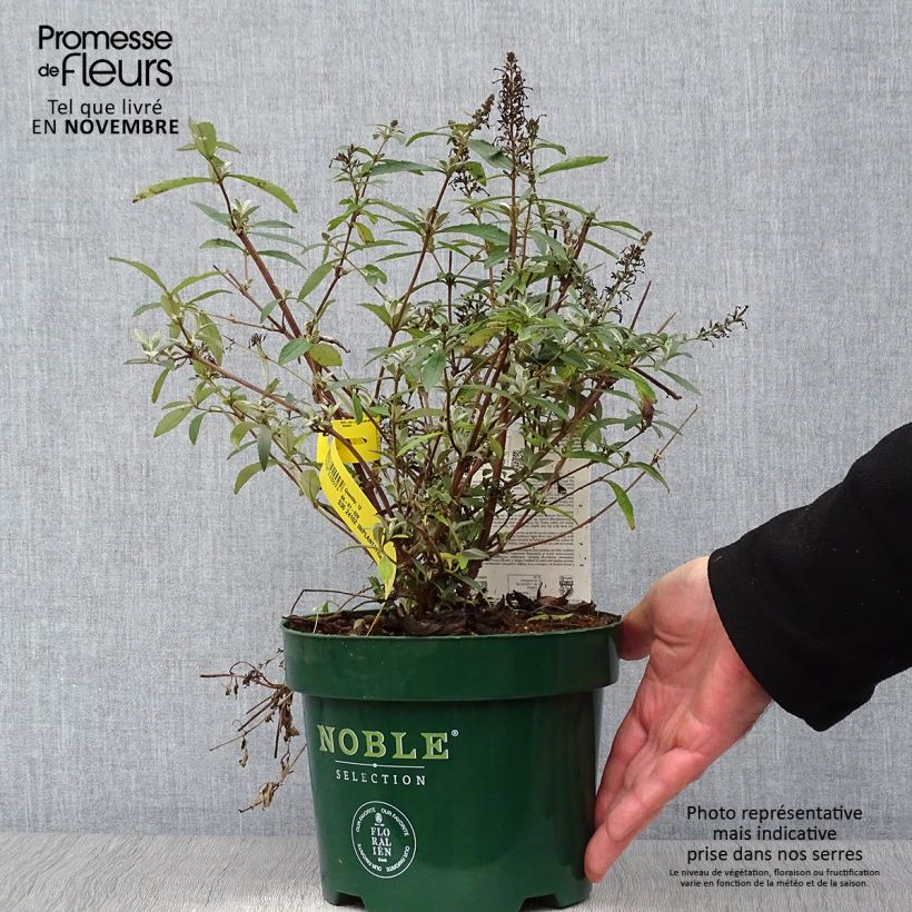 Exemplar von Buddleja davidii Sophie - Sommerflieder Topf mit 2L/3L wie im Herbst geliefert