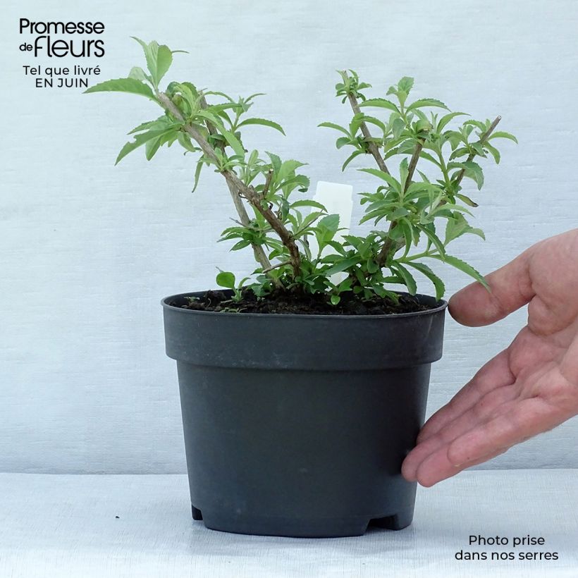 Exemplar von Buddleja davidii White Profusion - Sommerflieder Topf mit 1L/1,5L wie im Sommer geliefert