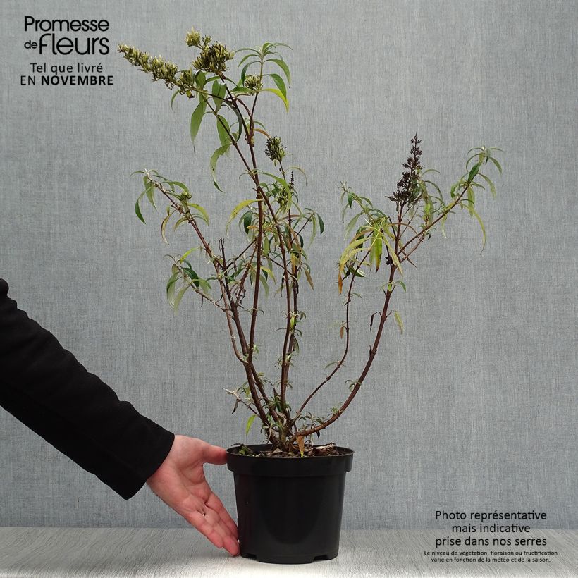Exemplar von Buddleja davidii White Profusion - Sommerflieder Topf mit 3L/4L wie im Herbst geliefert