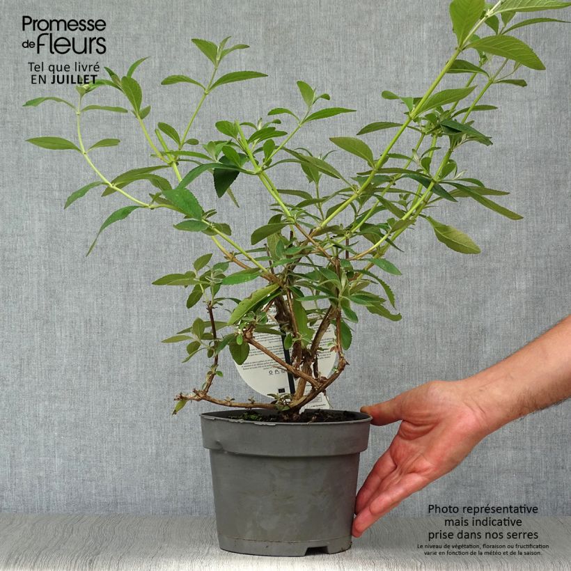 Exemplar von Buddleja weyeriana Sungold - Sommerflieder Topf mit 2L/3L wie im Sommer geliefert