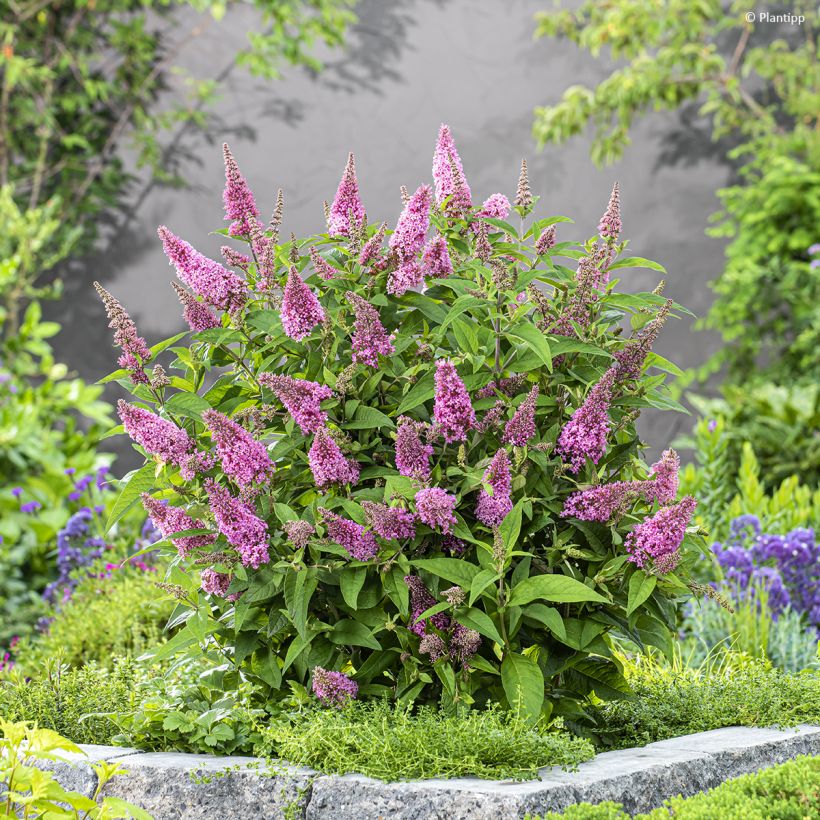 Buddleja davidii Butterfly Candy Little Pink - Sommerflieder (Hafen)