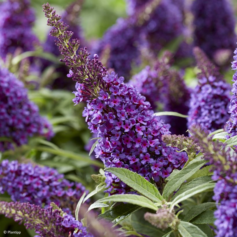 Buddleja davidii Butterfly Candy Little Purple - Sommerflieder (Blüte)