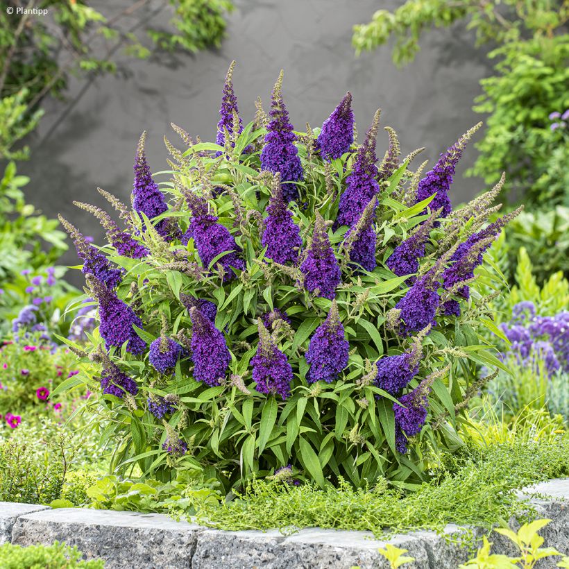 Buddleja davidii Butterfly Candy Little Purple - Sommerflieder (Hafen)