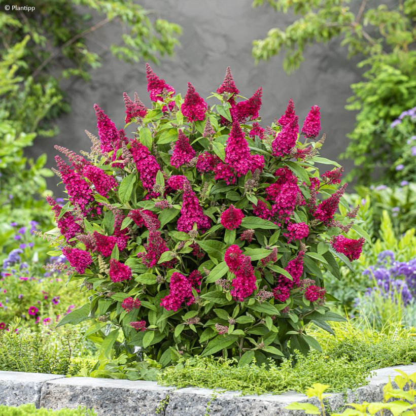 Buddleja davidii Butterfly Candy Little Ruby - Sommerflieder (Hafen)
