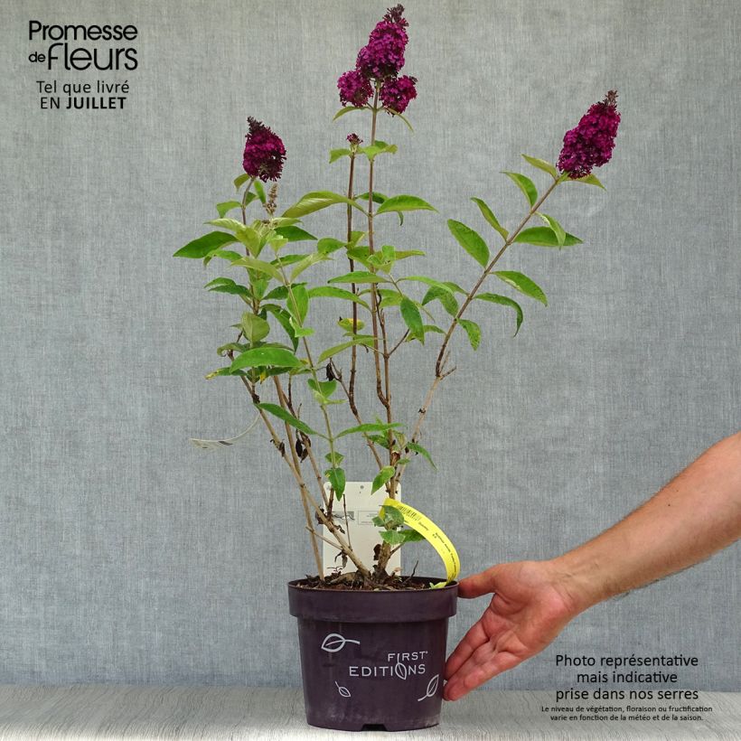 Exemplar von Buddleja davidii Funky Fuchsia - Sommerflieder Topf mit 2L/3L wie im Sommer geliefert