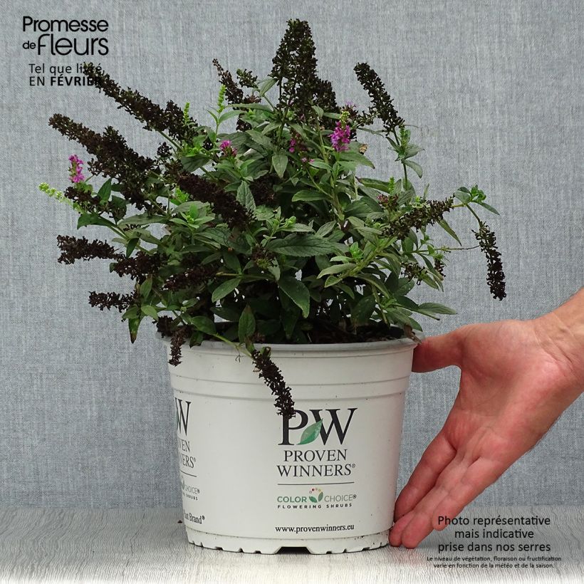 Exemplar von Buddleja davidii Pink Micro Chip - Sommerflieder Topf mit 3L/4L wie im Herbst geliefert