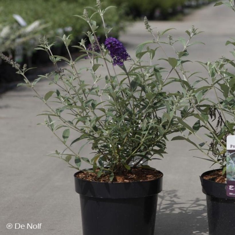 Buddleja davidii Psychedelic Sky - Sommerflieder (Hafen)