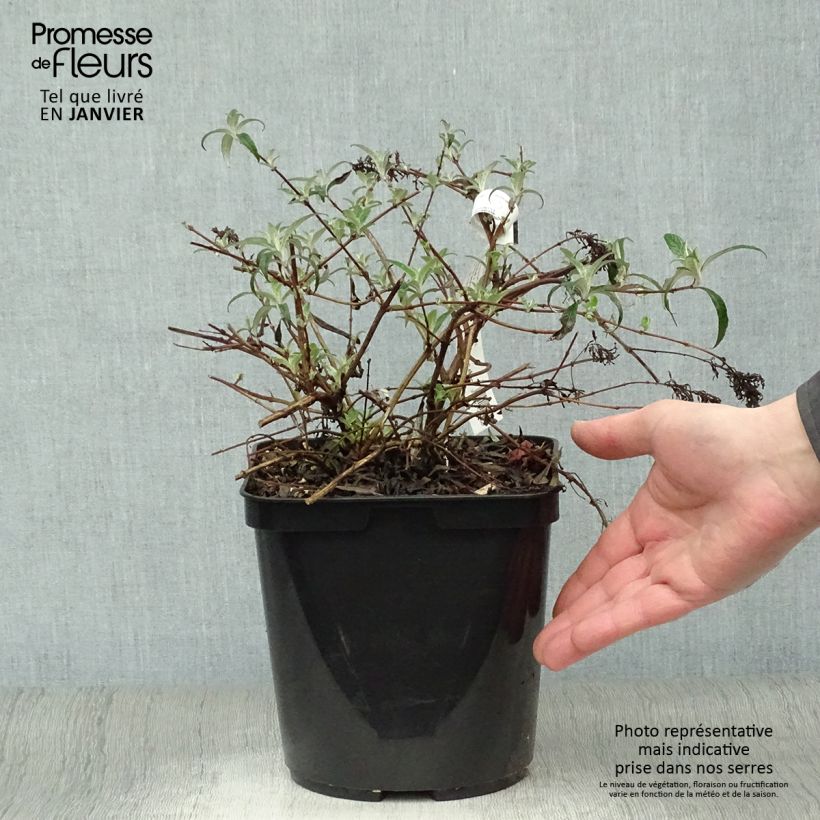 Exemplar von Buddleja davidii Wisteria Lane - Sommerflieder Topf mit 3L/4L wie im Winter geliefert