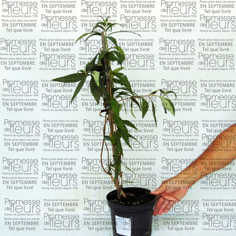 Beispiel eines Exemplars von Buddleja colvilei Topf mit 2L/3L wie geliefert