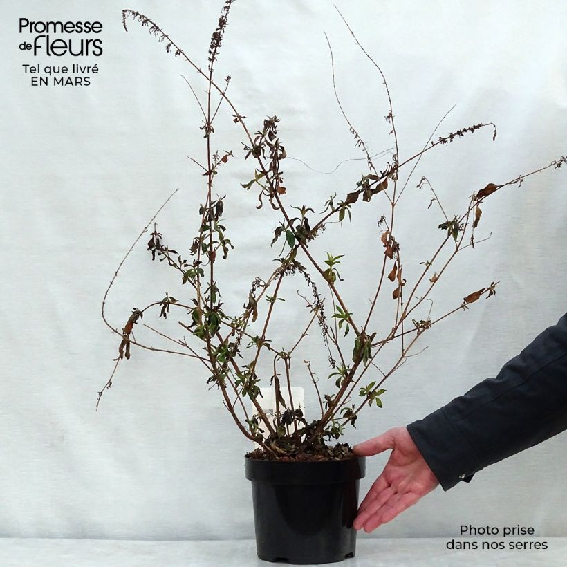 Exemplar von Buddleja davidii Argus Velvet - Sommerflieder Topf mit 3L/4L wie im Frühjahr geliefert