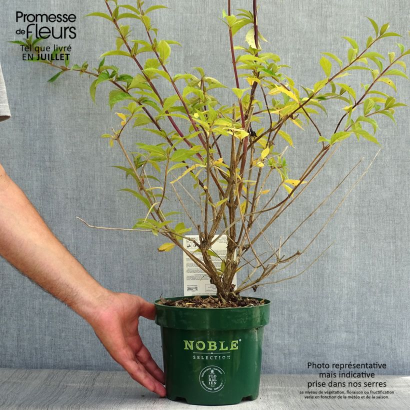 Exemplar von Buddleja davidii Argus Velvet - Sommerflieder Topf mit 3L/4L wie im Sommer geliefert