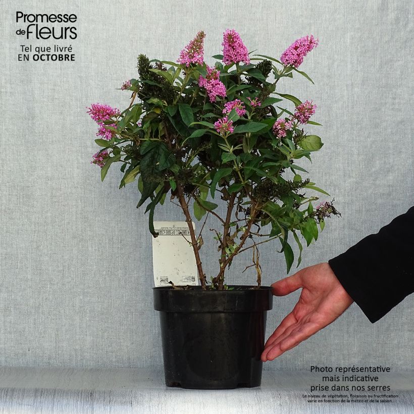 Exemplar von Buddleja davidii Butterfly Candy Little Pink - Sommerflieder Topf mit 3L/4L wie im Herbst geliefert