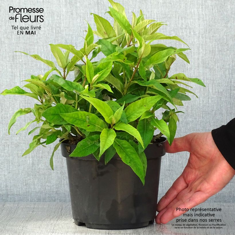 Exemplar von Buddleja davidii Butterfly Candy Little Pink - Sommerflieder Topf mit 3L/4L wie im Frühjahr geliefert