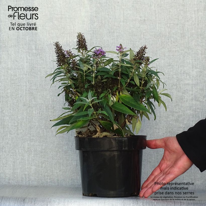 Exemplar von Buddleja davidii Butterfly Candy Little Lila - Sommerflieder Topf mit 3L/4L wie im Herbst geliefert