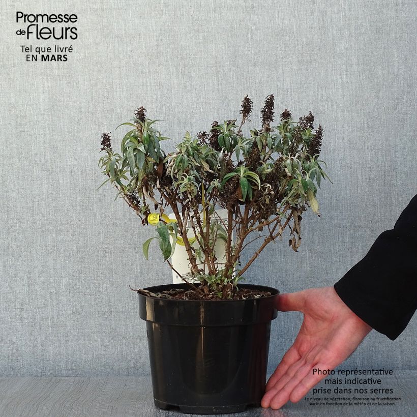 Exemplar von Buddleja davidii Butterfly Candy Little Lila - Sommerflieder Topf mit 3L/4L wie im Winter geliefert