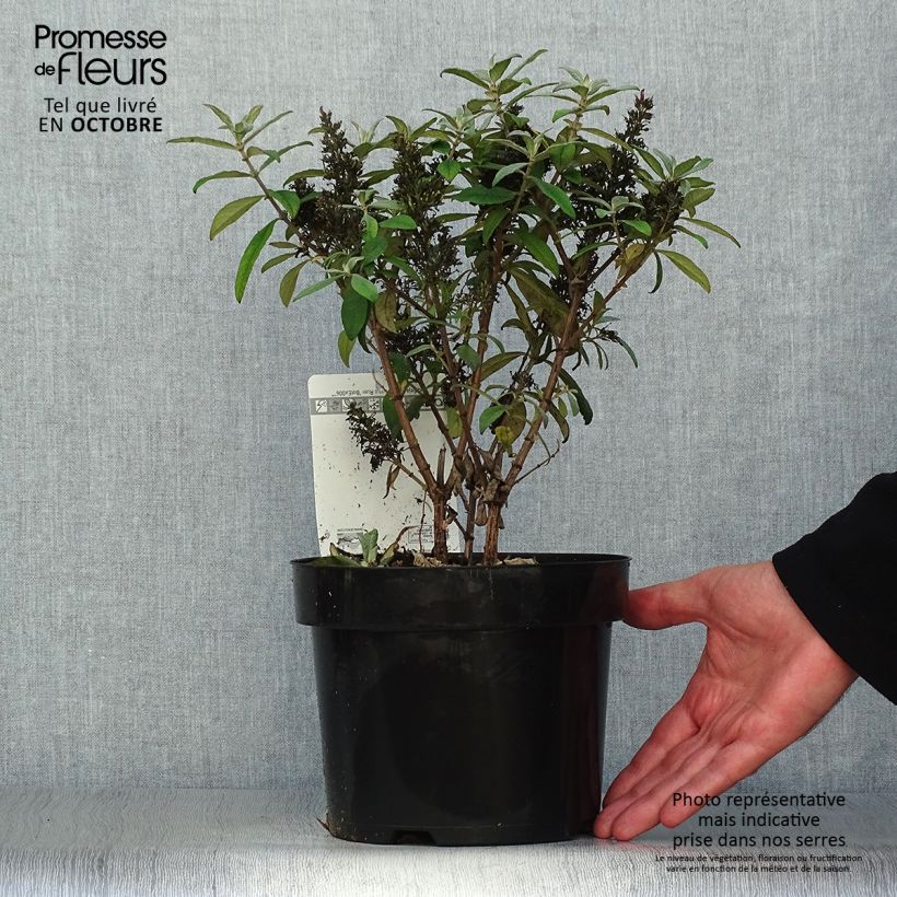 Exemplar von Buddleja davidii Butterfly Candy Little Ruby - Sommerflieder Topf mit 3L/4L wie im Herbst geliefert