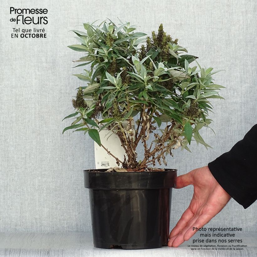 Exemplar von Buddleja davidii Butterfly Candy Little White - Sommerflieder Topf mit 3L/4L wie im Herbst geliefert
