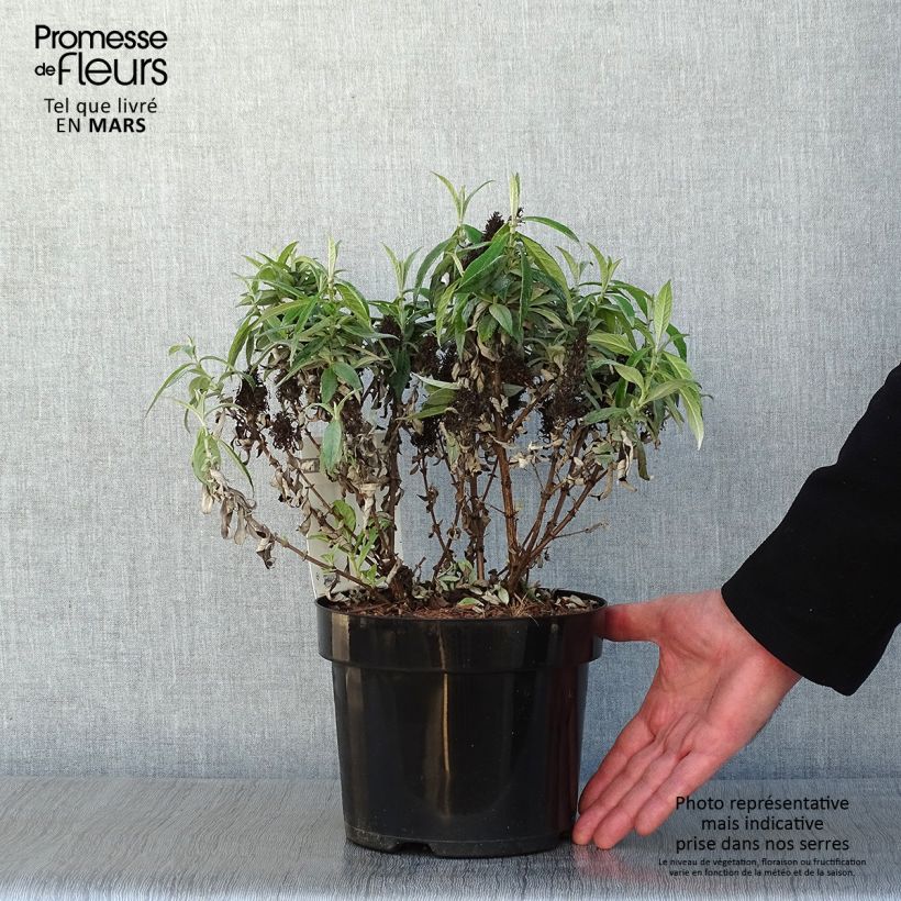 Exemplar von Buddleja davidii Butterfly Candy Little White - Sommerflieder Topf mit 3L/4L wie im Winter geliefert