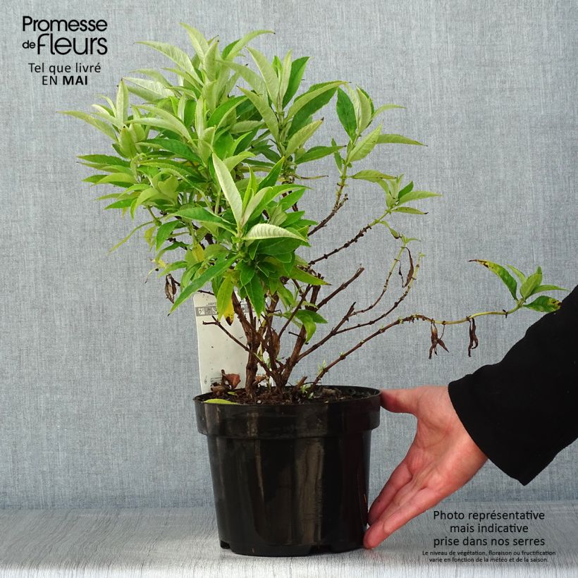 Exemplar von Buddleja davidii Butterfly Candy Little White - Sommerflieder Topf mit 3L/4L wie im Frühjahr geliefert