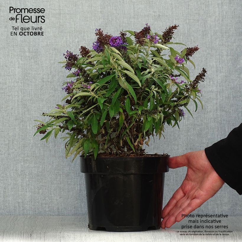 Exemplar von Buddleja davidii Butterfly Candy Little Purple - Sommerflieder Topf mit 3L/4L wie im Herbst geliefert