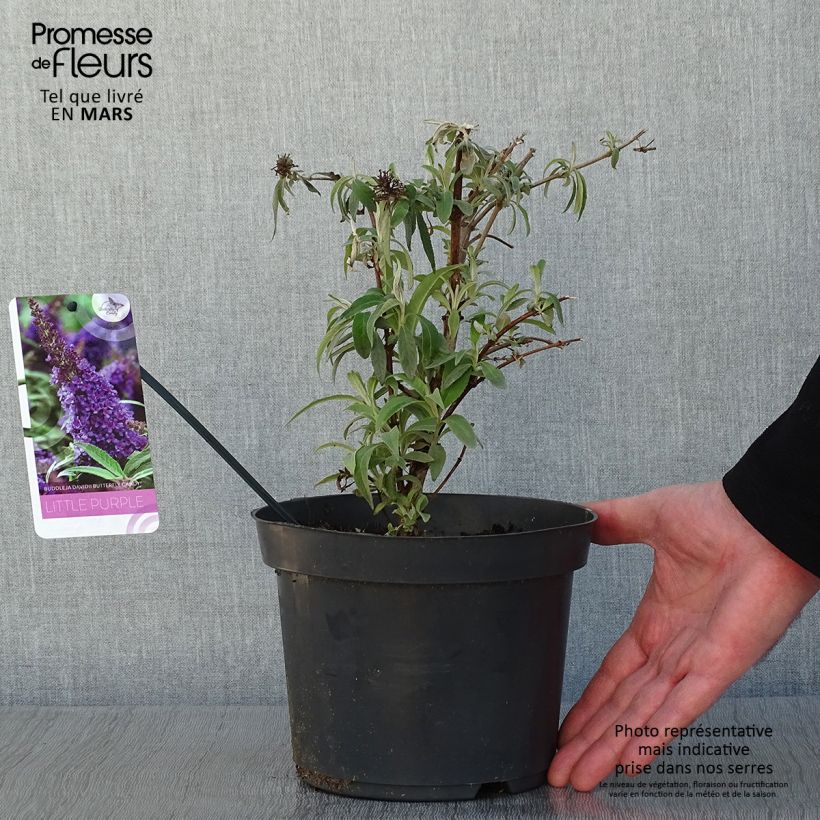 Exemplar von Buddleja davidii Butterfly Candy Little Purple - Sommerflieder Topf mit 3L/4L wie im Winter geliefert