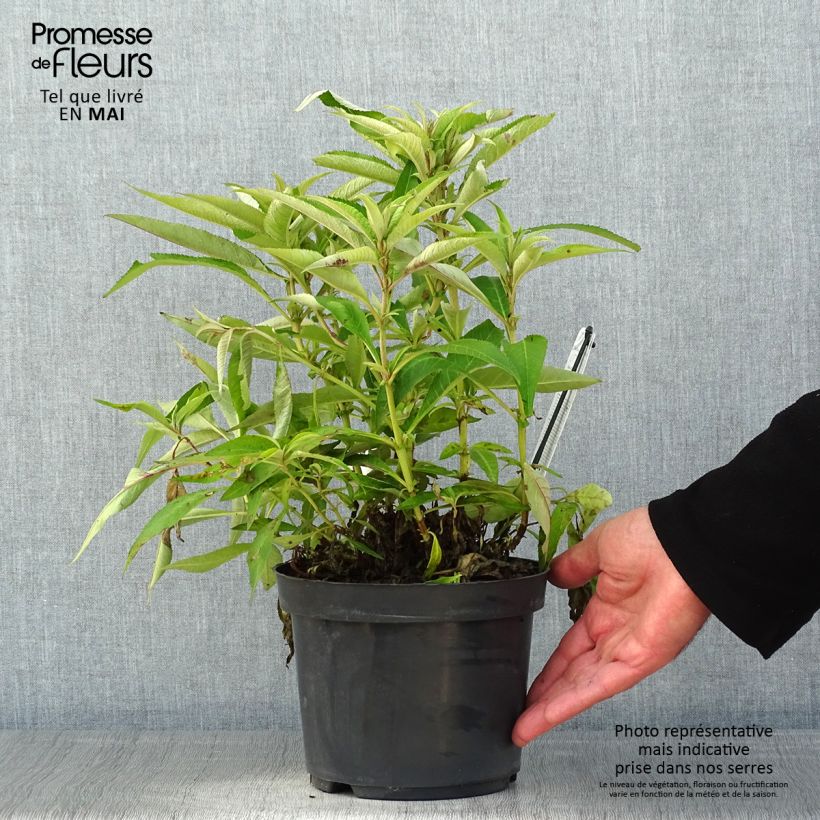 Exemplar von Buddleja davidii Butterfly Candy Little Purple - Sommerflieder Topf mit 3L/4L wie im Frühjahr geliefert