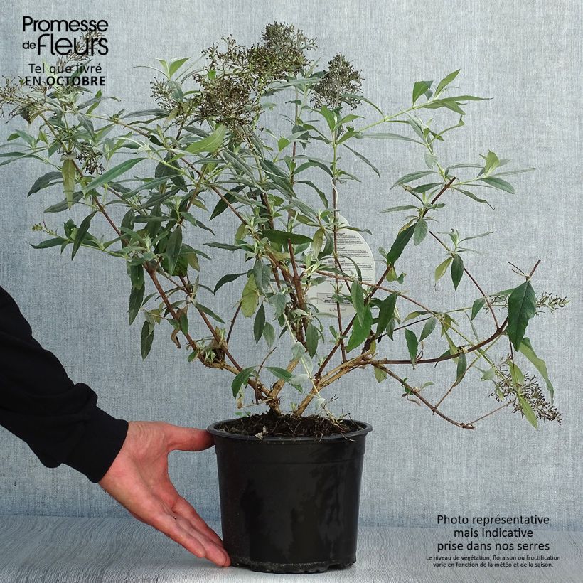 Exemplar von Buddleja davidii Gulliver - Sommerflieder Topf mit 3L/4L wie im Herbst geliefert