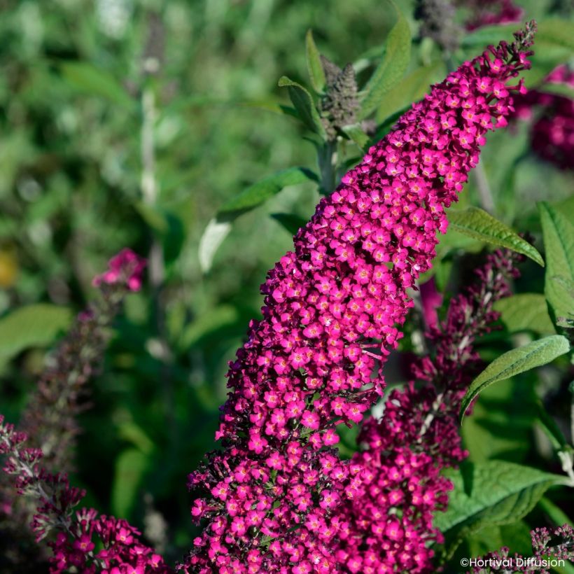 Buddleja davidii Rêve de Papillon Red - Sommerflieder (Blüte)