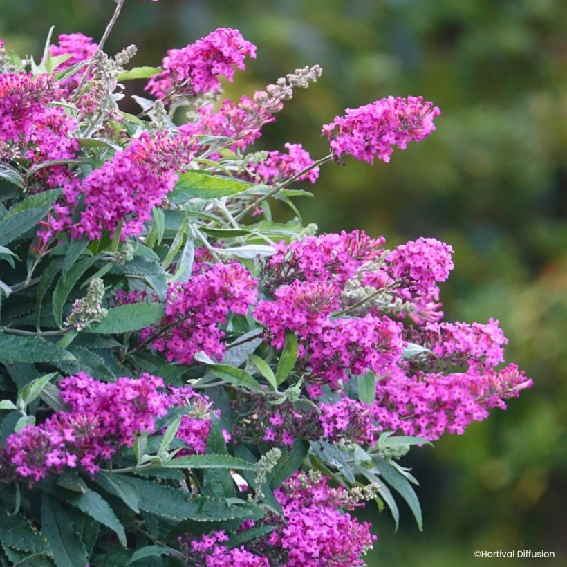 Buddleja davidii Tiny Buddy Hot Pink - Sommerflieder (Blüte)