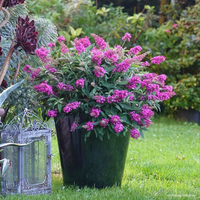 Buddleja davidii Tiny Buddy Hot Pink - Sommerflieder (Wuchs)