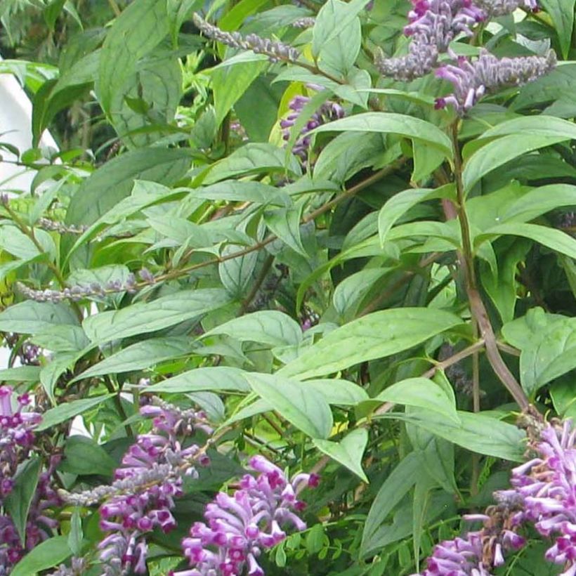 Buddleja lindleyana - Lindleys Sommerflieder (Laub)