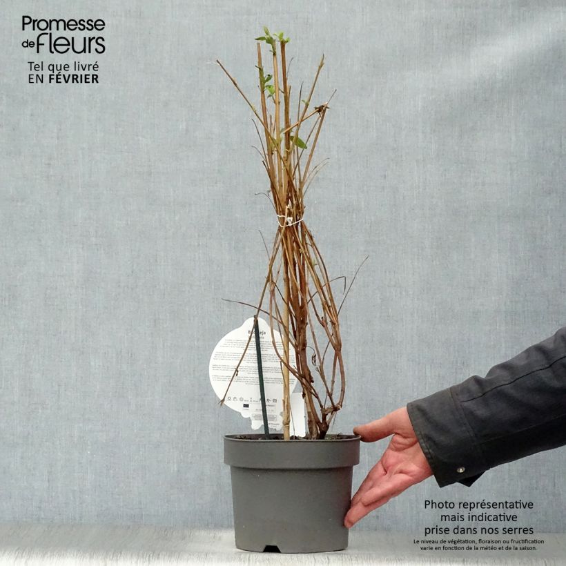 Exemplar von Buddleja lindleyana - Lindleys Sommerflieder Topf mit 4L/5L wie im Winter geliefert