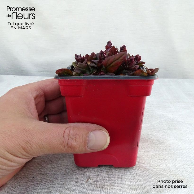 Exemplar von Ajuga reptans Atropurpurea - Kriechender Günsel Kleine Töpfe von 7/8 cm wie im Winter geliefert