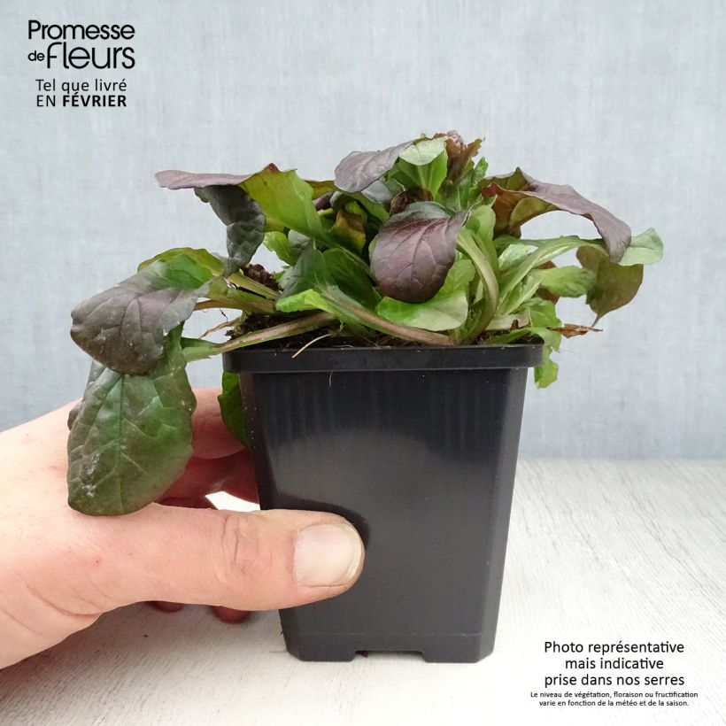 Exemplar von Ajuga reptans Braunherz - Kriechender Günsel Kleine Töpfe von 8/9 cm wie im Winter geliefert
