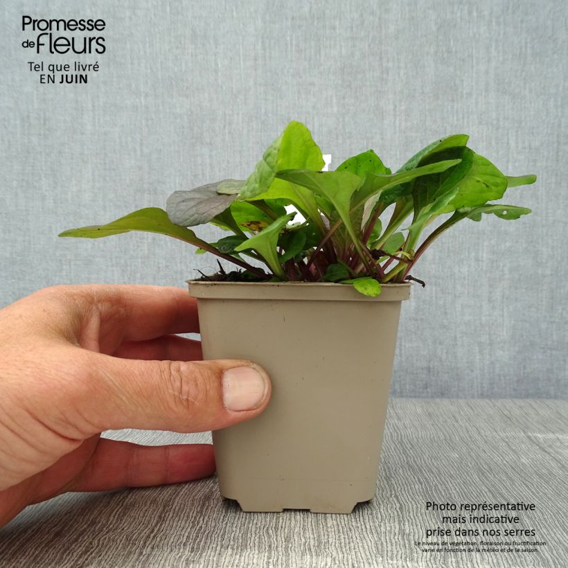 Exemplar von Ajuga reptans Braunherz - Kriechender Günsel Kleine Töpfe von 8/9 cm wie im Sommer geliefert