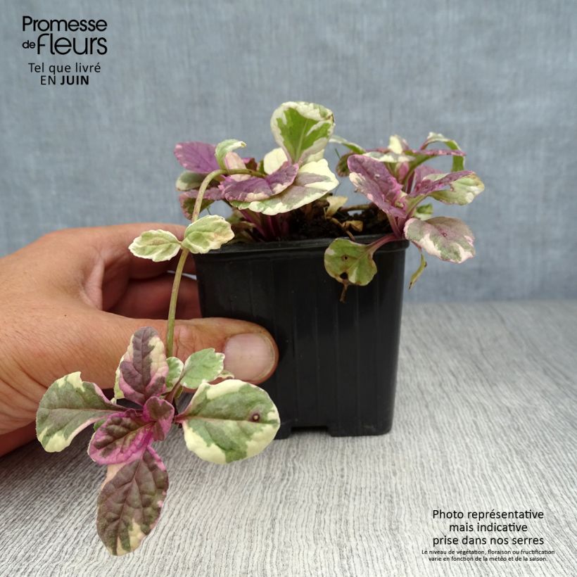 Exemplar von Ajuga reptans Burgundy Glow - Kriechender Günsel Kleine Töpfe von 7/8 cm wie im Sommer geliefert