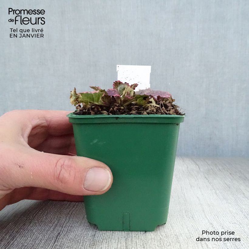 Exemplar von Ajuga reptans Burgundy Glow - Kriechender Günsel Kleine Töpfe von 7/8 cm wie im Winter geliefert