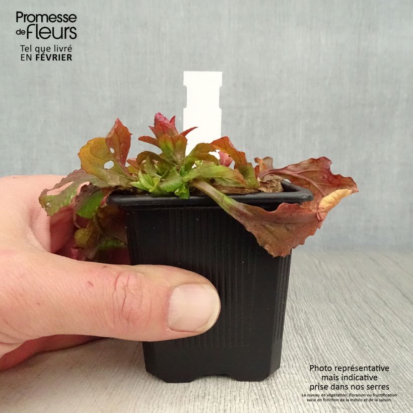 Exemplar von Ajuga reptans Gold Chang - Kriechender Günsel Kleine Töpfe von 8/9 cm wie im Winter geliefert