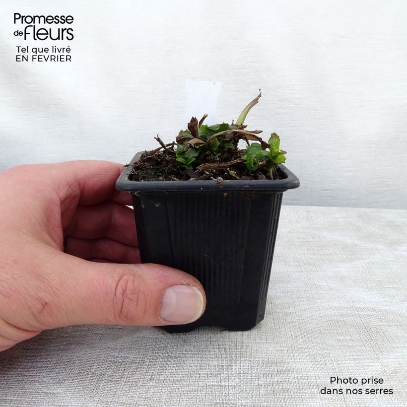 Exemplar von Ajuga reptans Rosea - Kriechender Günsel Kleine Töpfe von 8/9 cm wie im Winter geliefert