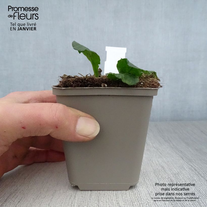 Exemplar von Ajuga reptans Sanne - Kriechender Günsel Kleine Töpfe von 8/9 cm wie im Winter geliefert